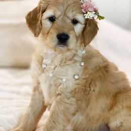 Goldendoodle Puppies from NettyDoodles