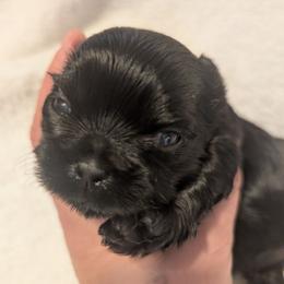 Raven - Black female Shih Tzu puppy in Claxton, Georgia from Small Pawz Shih tzu