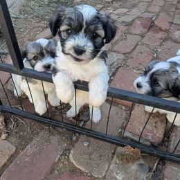 Roger - Tri-color male Coton de Tulear puppy in Mead, Oklahoma from Bar W Cotons