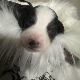 Aussiedoodle and Miniature Australian Shepherd Puppies from The Finished Dog