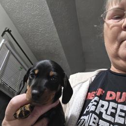 Bluey - Black and tan male Dachshund puppy in Clarksville, Tennessee from Sonya's Dachshunds