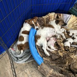 Russell Terrier Puppies from Claddagh Pastures