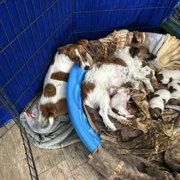 Russell Terrier Puppies from Claddagh Pastures