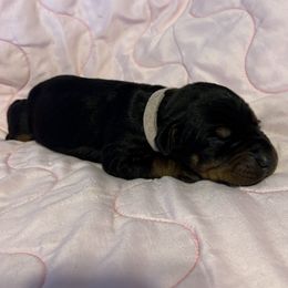 Lady Bird - Black and rust female Doberman Pinscher puppy in Boyd, Texas from Team Feem Breeders