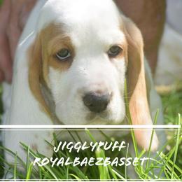Basset Hound Puppies from Royal Baez Basset