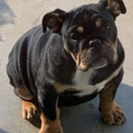 Bulldogs and French Bulldogs from Holler’s Inn