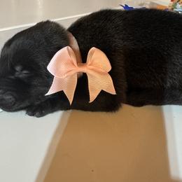 Girl 4 - female Belgian Malinois puppy in Orange, Texas from Tactimal K9 Kennels