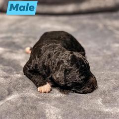 Aussiedoodle Puppies from Kce Ranch Aussiedoodles