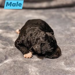 Aussiedoodle Puppies from Kce Ranch Aussiedoodles