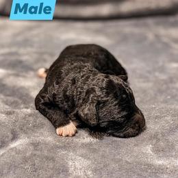 Aussiedoodle Puppies from Kce Ranch Aussiedoodles