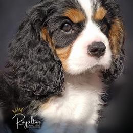 Cavalier King Charles Spaniel Puppies from Royalton Cavaliers