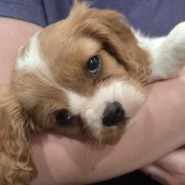 Elizabeth - Blenheim female Cavalier King Charles Spaniel puppy in Sparta, Georgia from Southern Edge Therapy Ranch Cavaliers