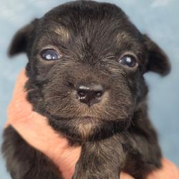 G2 - Black & white female Miniature Australian Shepherd puppy in Citra, Florida from Southpaw Herders LLC