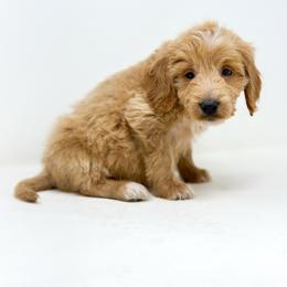 REBEL - Apricot male Goldendoodle puppy in Davison, Michigan from Dreaming Doodles