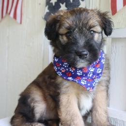 Mark - Fawn male Companion Cross puppy in Smallett, Missouri from Leshas Whoodles