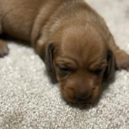 Bella - Wild boar female Dachshund puppy in Hardy, Arkansas from Tracy's Dachshunds