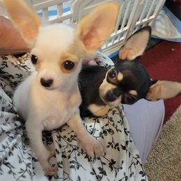 Chihuahua Puppies from Misty Morn Chihuahuas