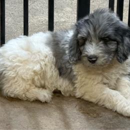 Dash - male Newfypoo puppy in San Antonio, Texas from Mammoth Doodles
