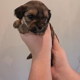 Baby girl pink - Black and white female Shorkie puppy in Chipley, Florida from Relentless Homestead
