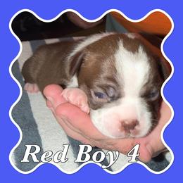 B. Red Males - Red male Boston Terrier puppy in Mc Donough, Georgia from Ballard Boston Terriers