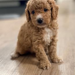 Ash - male Cavapoochon puppy in Newington, Connecticut from Forever Puppies 4U