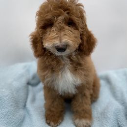 Angelo - Red  male Goldendoodle puppy in Kansas City, Kansas from Bella & Ivy’s Mini Goldendoodles of KC