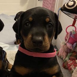 Doberman Pinschers from Quartet Dobermans