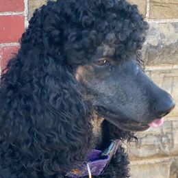 Poodles from ShowMe Standard Poodles