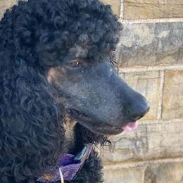 Poodles from ShowMe Standard Poodles