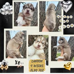 Canyon - Red and white male Siberian Husky puppy in Florence, Kentucky from Moonlight Howl Huskies