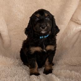 Bonnie Bennett - Phantom female Goldendoodle puppy in New River, Arizona from Sonoran Standard Doodles