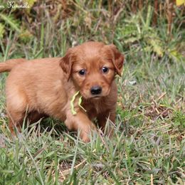 Polly's Lime Green Girl - Dark golden female Golden Retriever puppy in Idaho Falls, Idaho from Once Upon A Dream Kennels