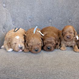 Girl 2 - Apricot female Labradoodle puppy in Lebanon, Pennsylvania from Copper Mini Labradoodles