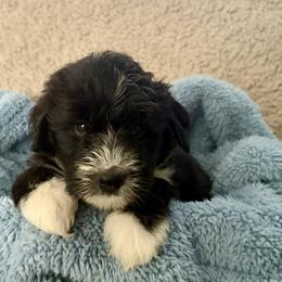 Smitty - Black and white male Aussiedoodle puppy in Rochester, Massachusetts from Harmony Hill Doodles