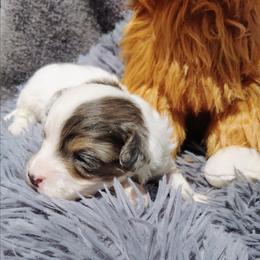 Marlo - Parti male Maltipoo puppy in North East, Maryland from North Star Kennel