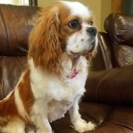 Grace - Cavalier King Charles Spaniel