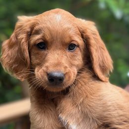 Olive - Red  female Goldendoodle puppy in Gig Harbor, Washington from Sandy’s Goldendoodles