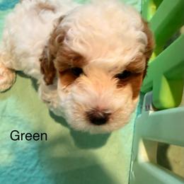 Greenie - male Cavapoochon puppy in Mt Pleasant, Texas from Hippdoodranch