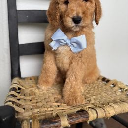 Cedarwood - Red  male Goldendoodle puppy in Fayetteville, Arkansas from Silver Hill Farm