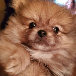 Pomeranians and Shetland Sheepdogs from Hall's Precious Babies