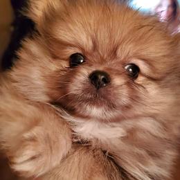 Pomeranians and Shetland Sheepdogs from Hall's Precious Babies