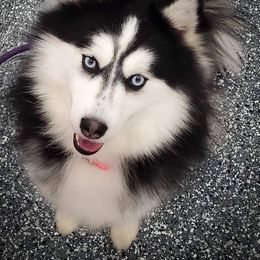 Pomsky Puppies from SZ Rolling Acres LLC