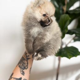Pomeranian Puppies from Country Life Pomeranians