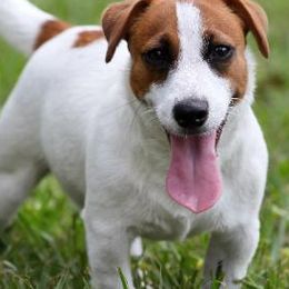 Russell Terriers from Brightjacks Shortiejacks