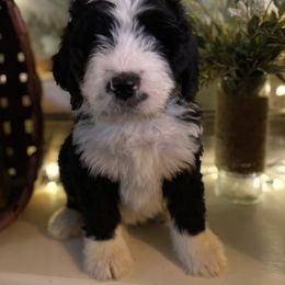 Bernedoodle Puppies from Collins Bernedoodles