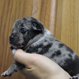 M and Ms Merle Female - Blue merle female Chihuahua puppy in Willamina, Oregon from Cherished Chihuahuas