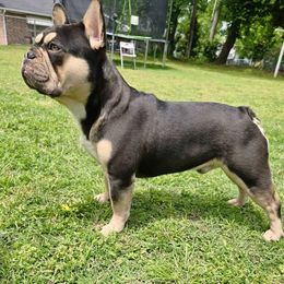 Cash - French Bulldog