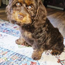 Louise - Brown and tan female Cockapoo puppy in Indiahoma, Oklahoma from Phamily Doodles
