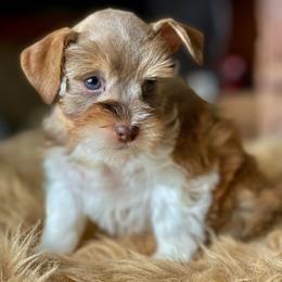 Liver pepper parti - Liver female Miniature Schnauzer puppy in Calhoun, Georgia from The BrickHouse Miniature Schnauzers