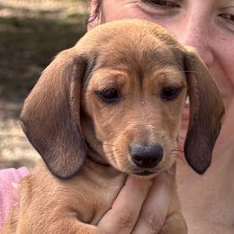 Peanut - Red female Dachshund puppy in Egg Harbor City, New Jersey from Gypsee Dreams Doxies